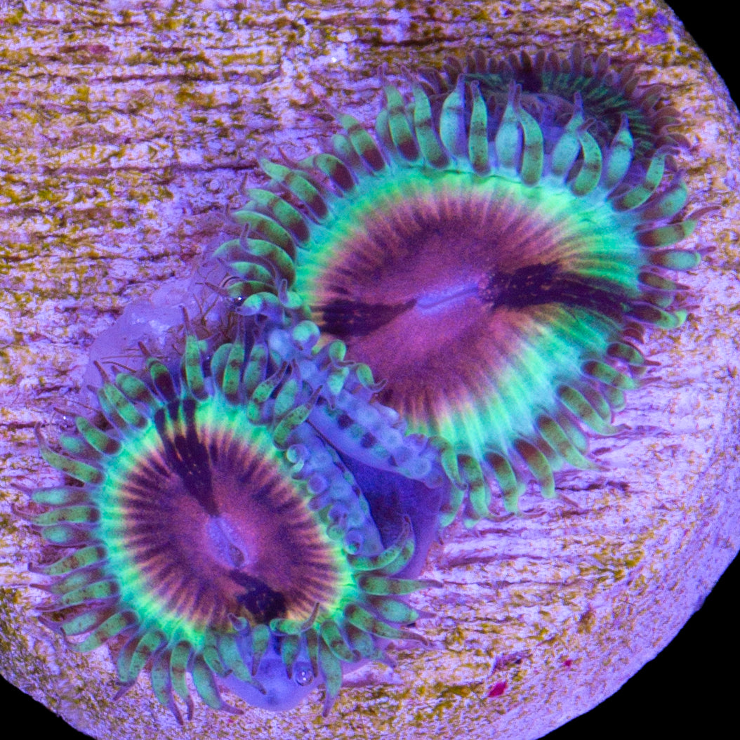 Vivid's Bloodshot Zoanthids