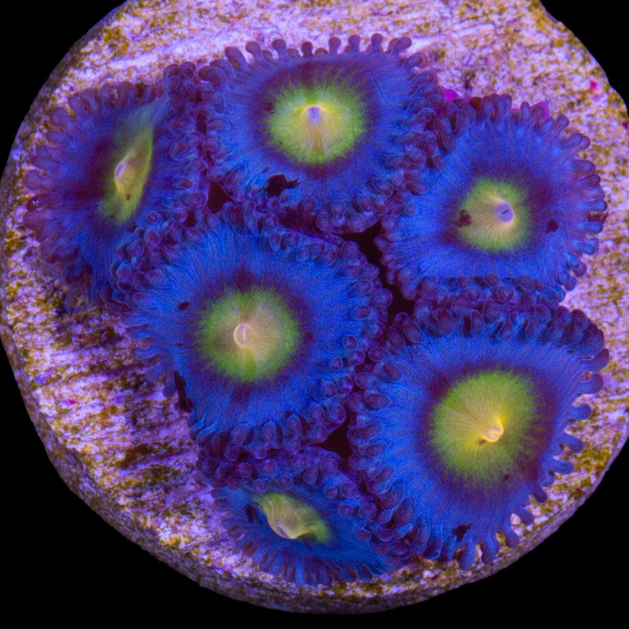 Vivid's AOI Zoanthids