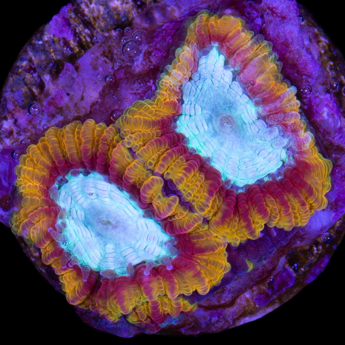 Supergirl Favia Coral