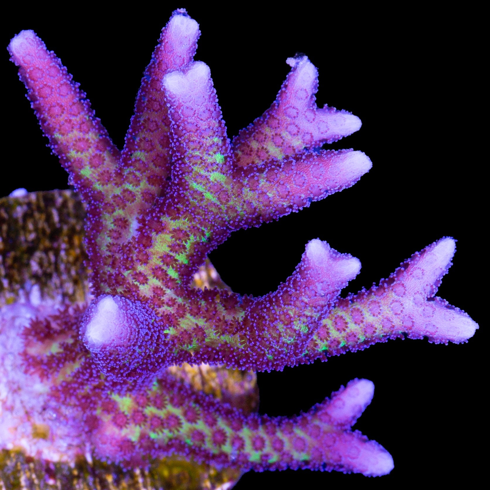 Ultra Pink Tip Birdsnest Coral