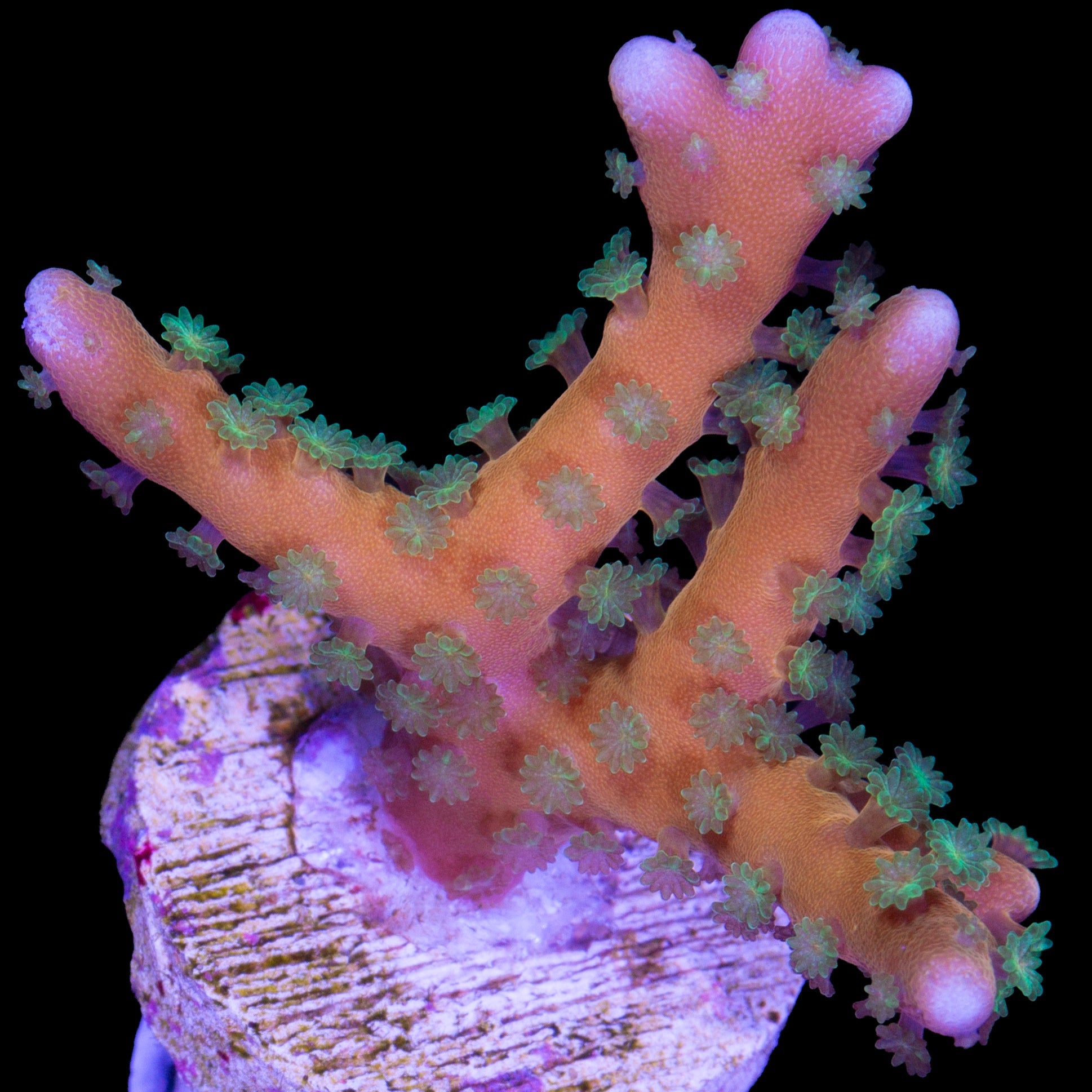 Tropicana Anacropora Coral