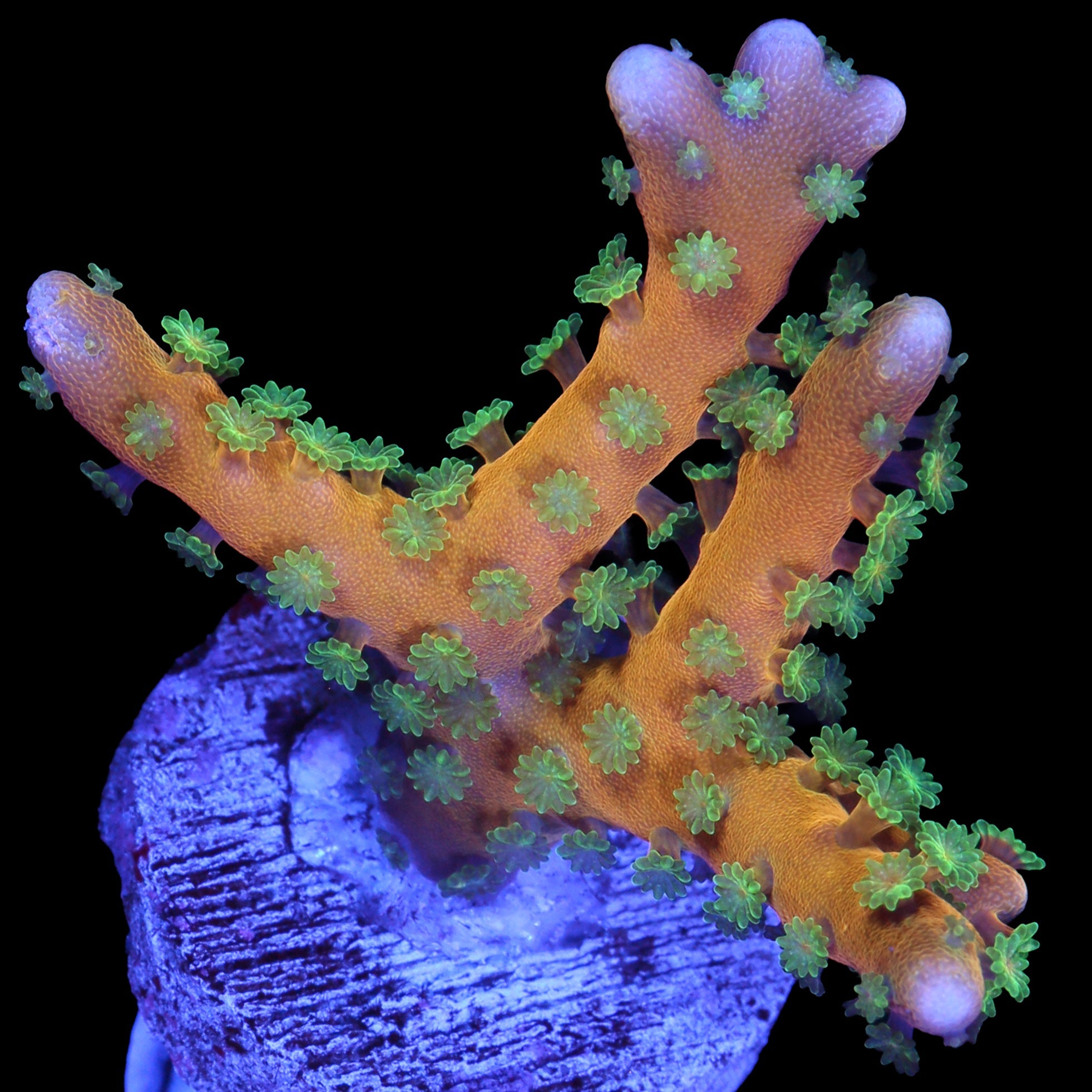 Tropicana Anacropora Coral