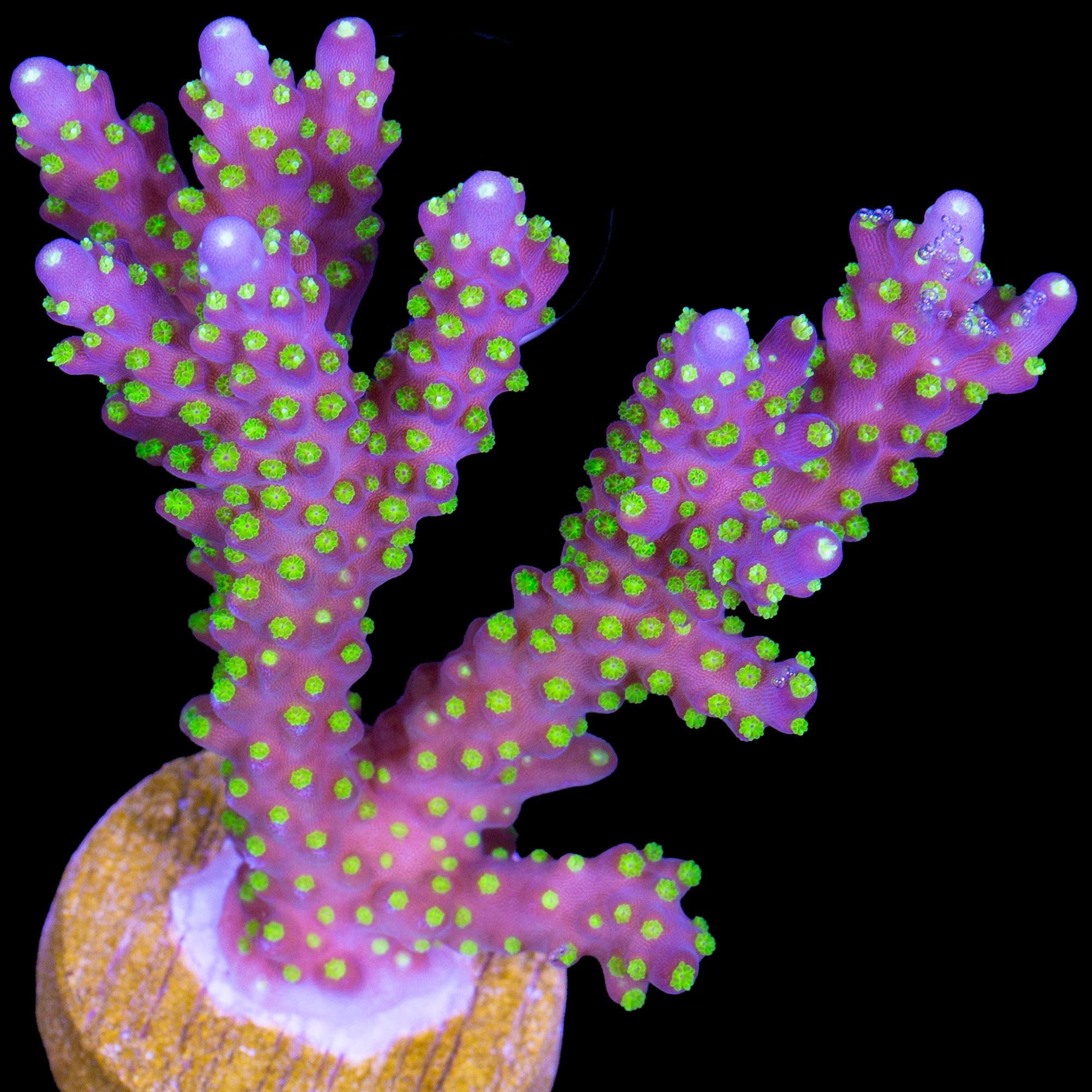 Tricolor Acropora Coral - Lg Frag