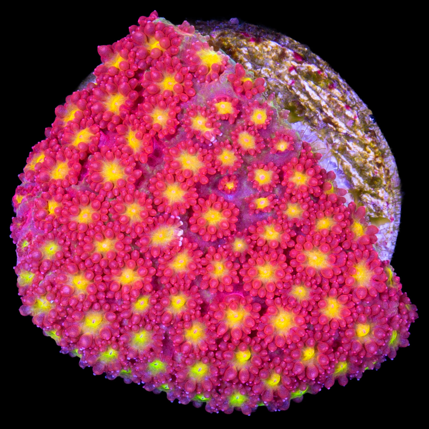 Strawberry Fields Bernardpora Coral