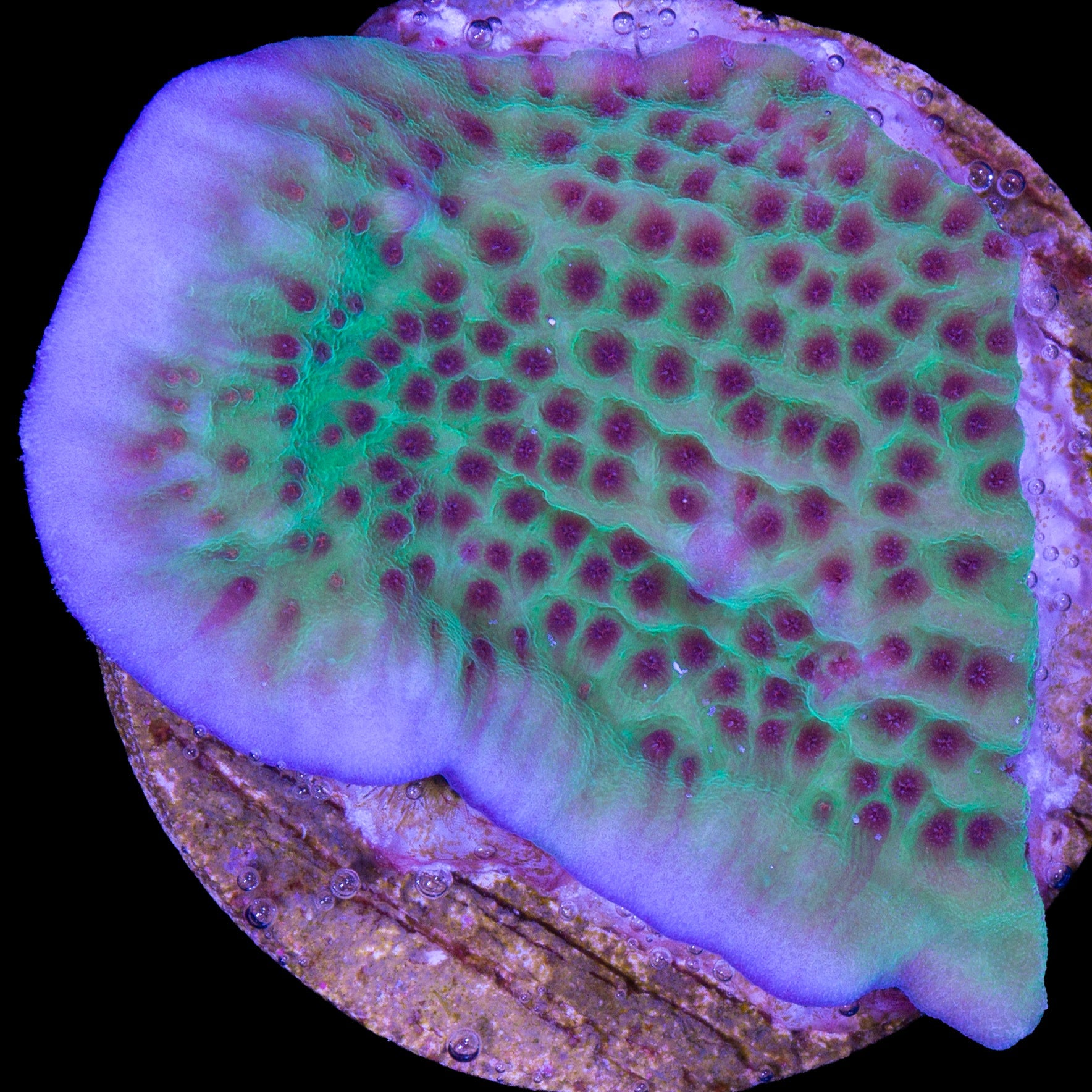 Jedi Mind Trick Montipora Coral