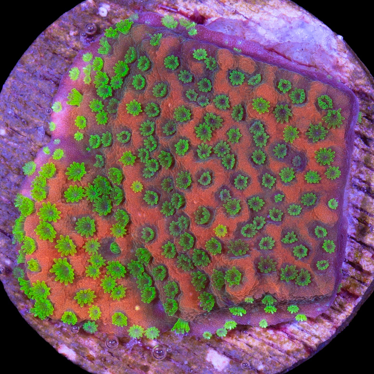 Sunset Montipora Coral