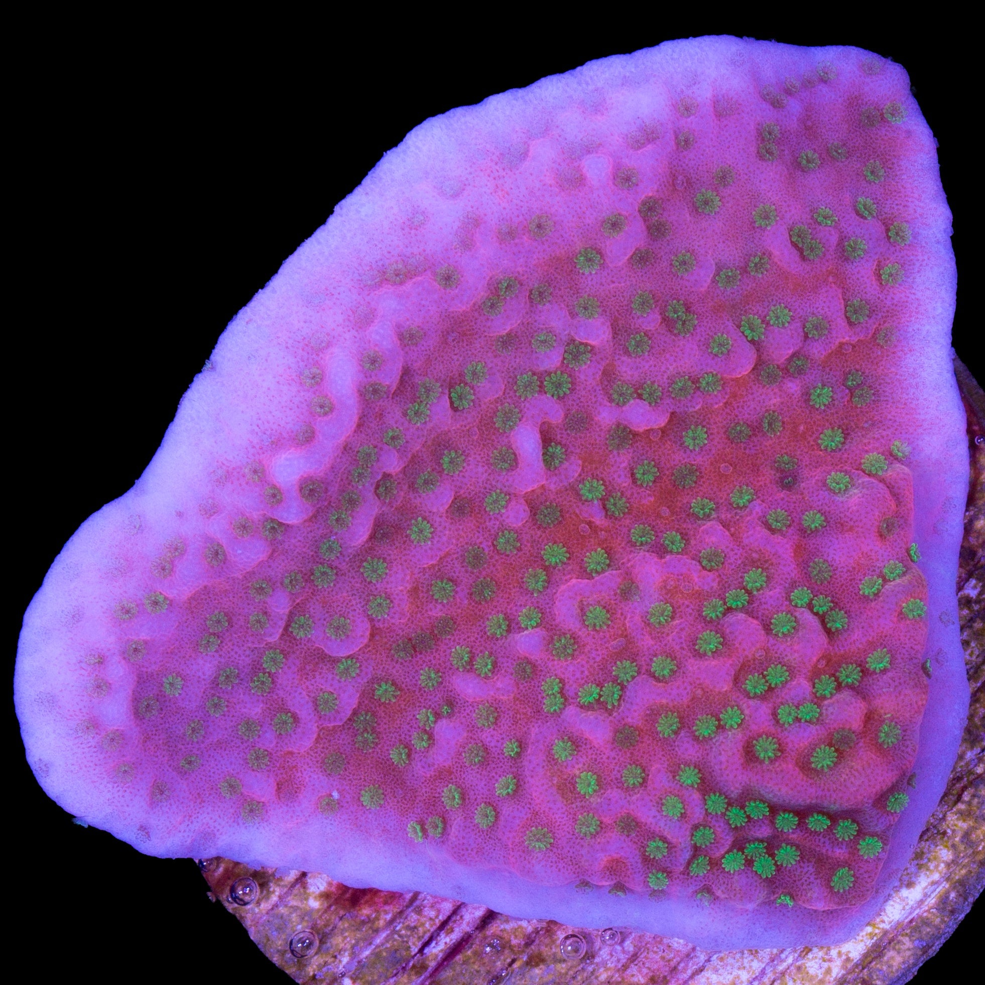 Tropic Thunder Montipora Coral