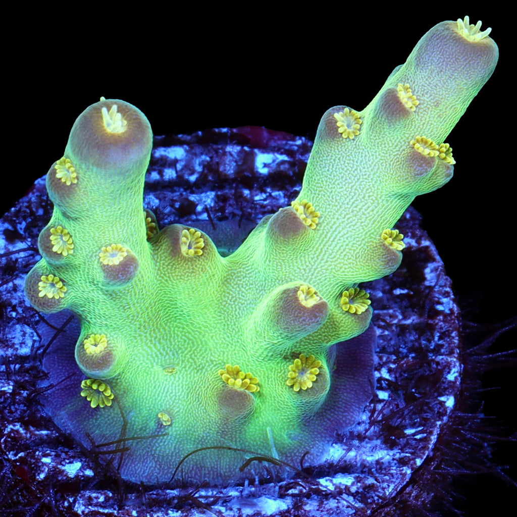 Vivid's Buzz Lightyear Acropora Coral