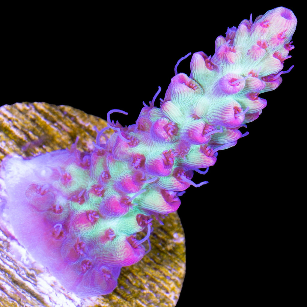 Strawberry Shortcake Acropora Coral