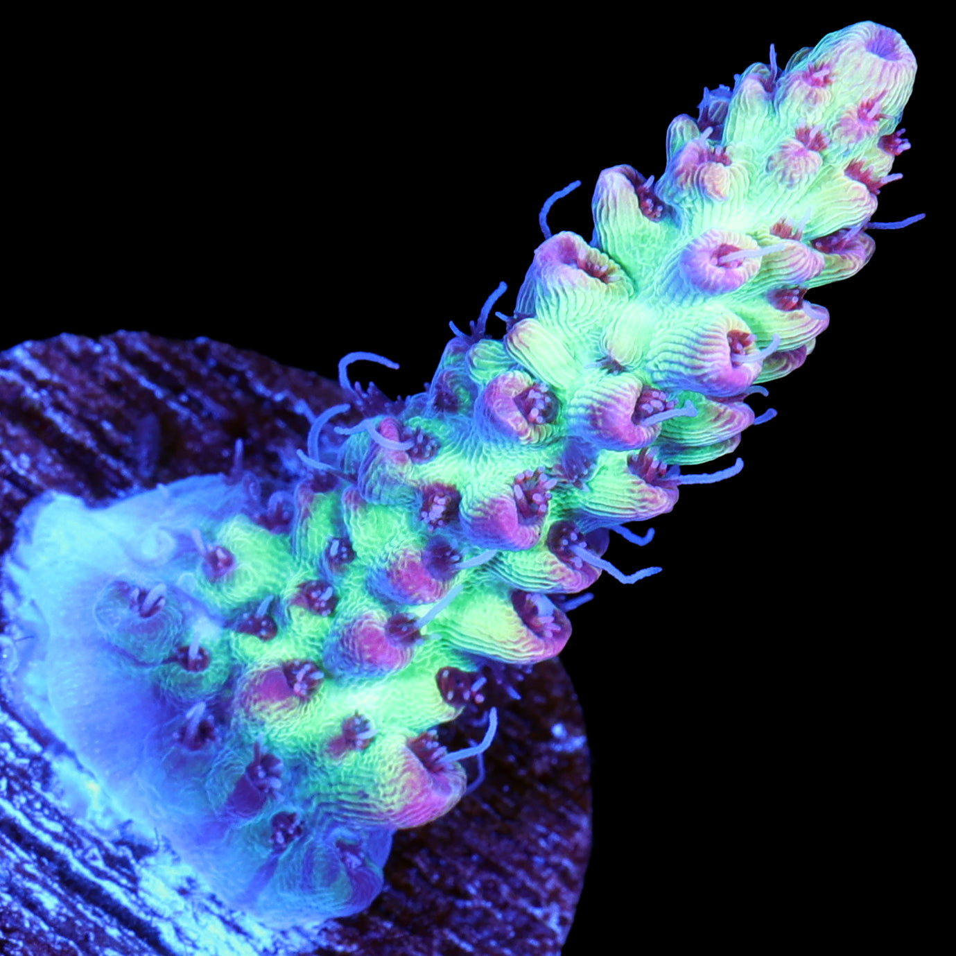 Strawberry Shortcake Acropora Coral