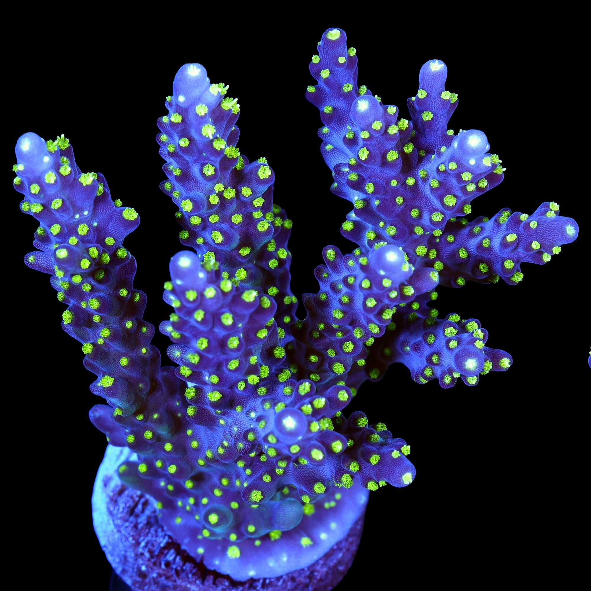 Tricolor Acropora Coral - Mini Colony