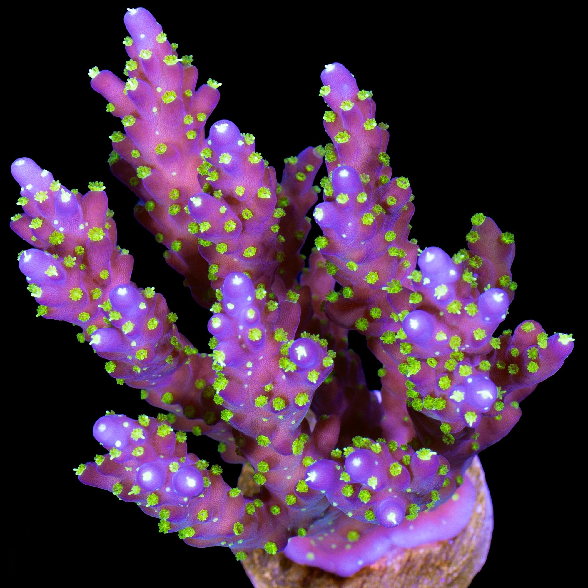 Tricolor Acropora Coral - Mini Colony