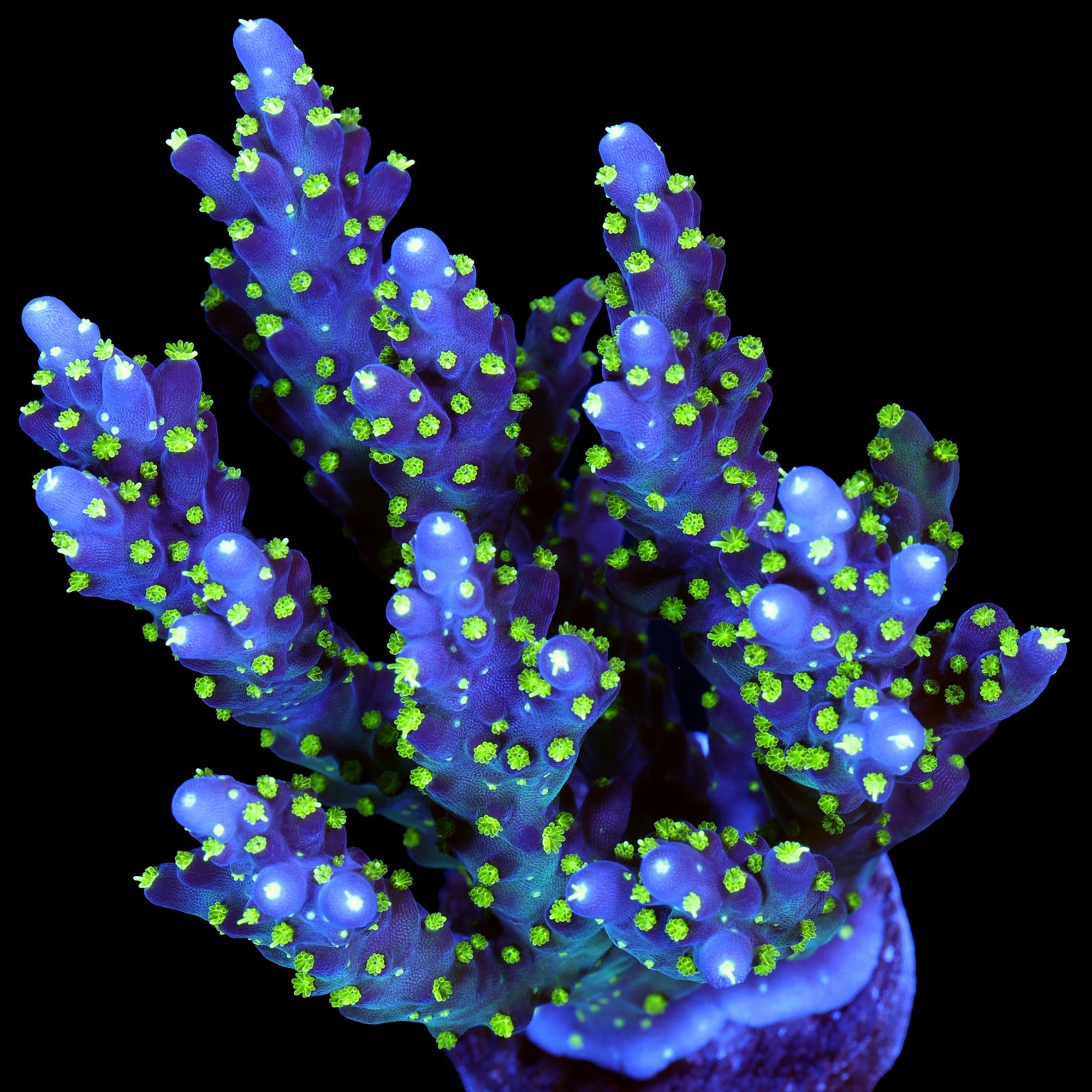 Tricolor Acropora Coral - Mini Colony