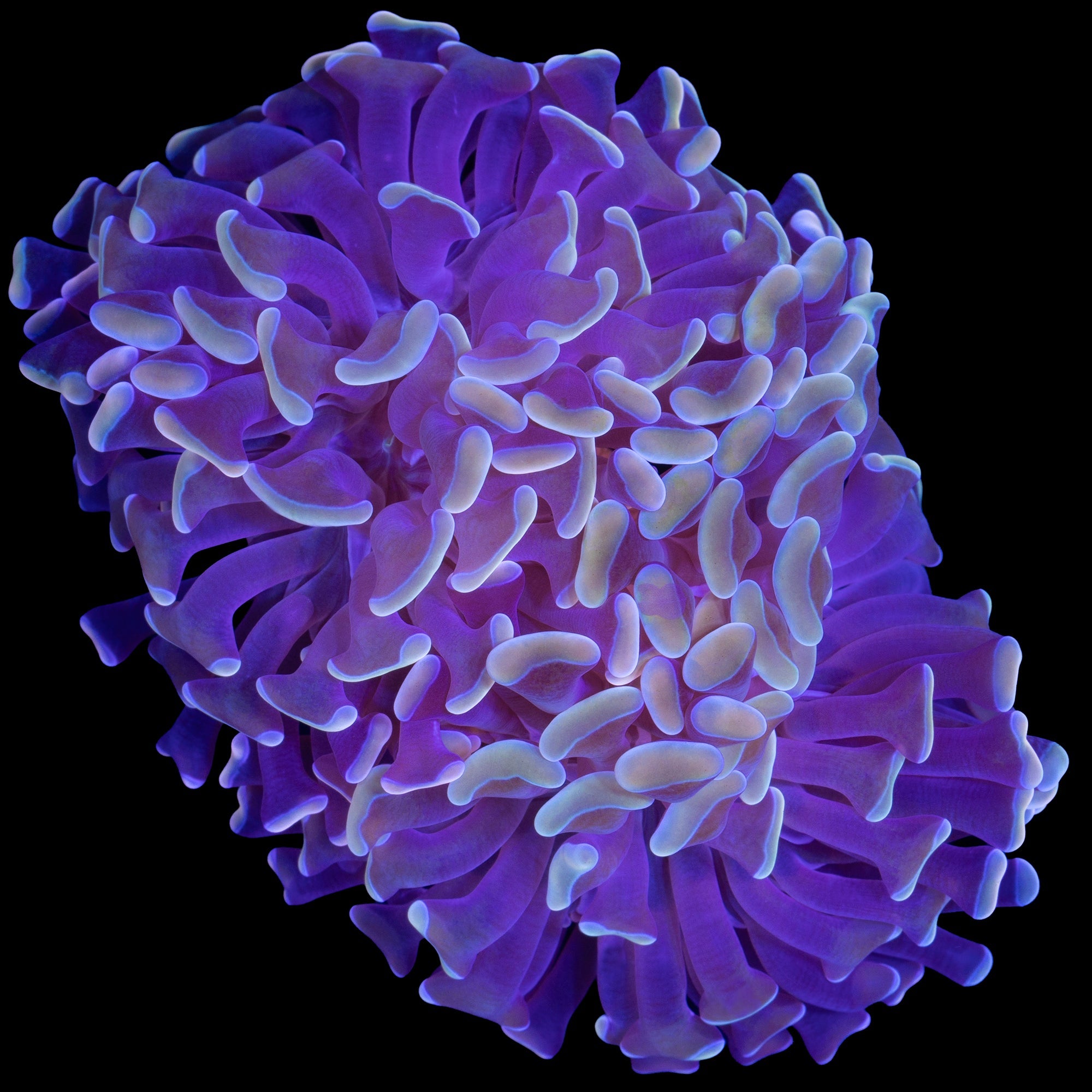 Yellow Tip Branching Hammer Coral