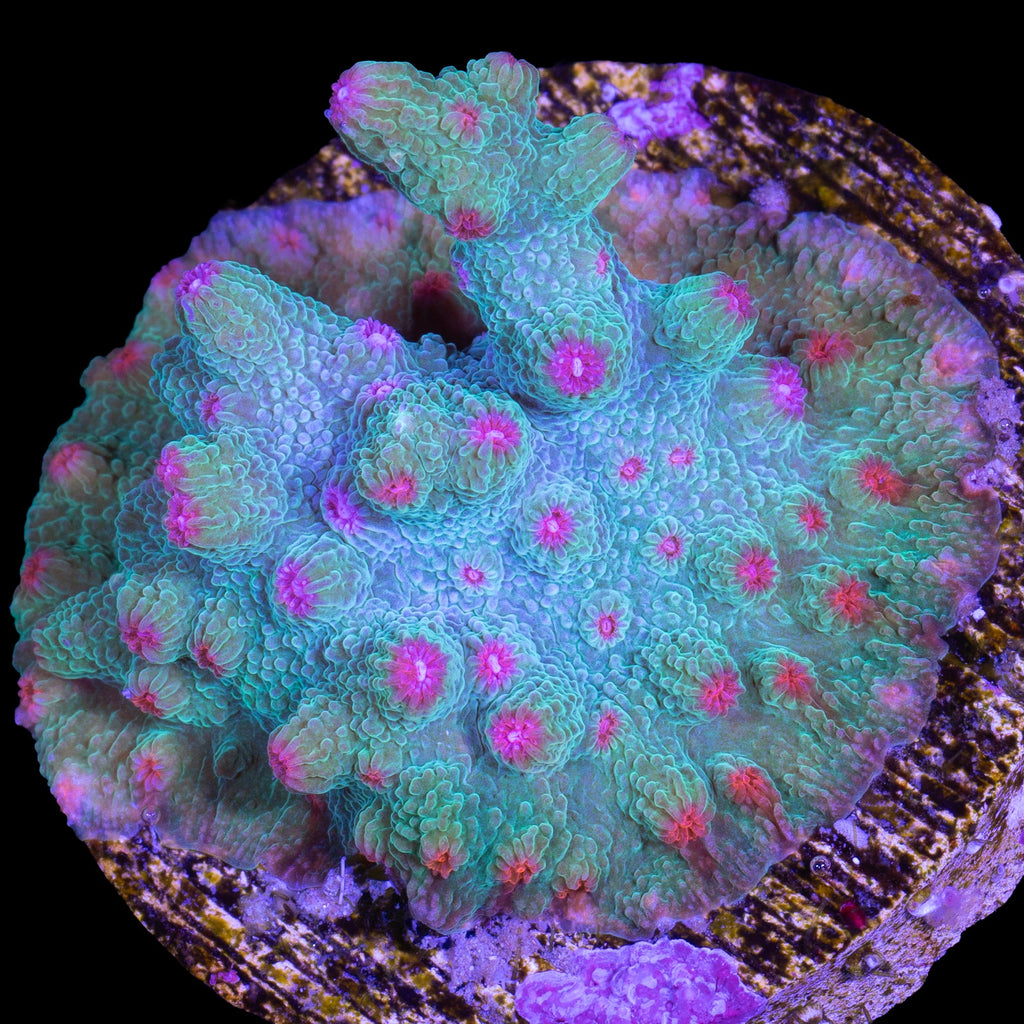 Vivid's Aquaman Branching Cyphastrea Coral
