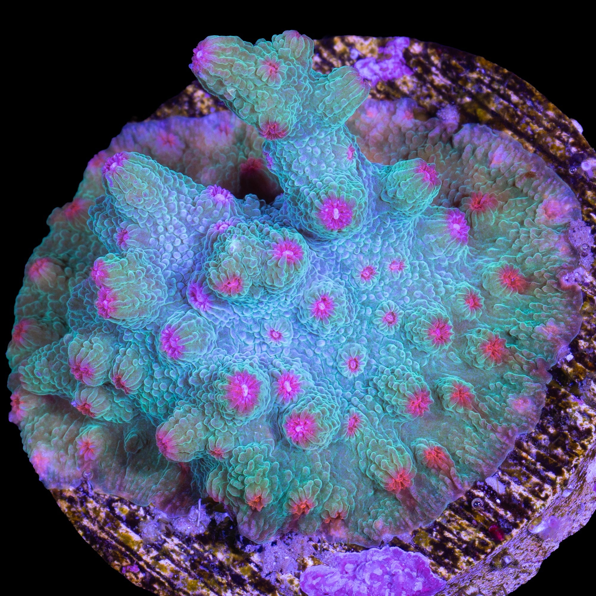 Vivid's Aquaman Branching Cyphastrea Coral