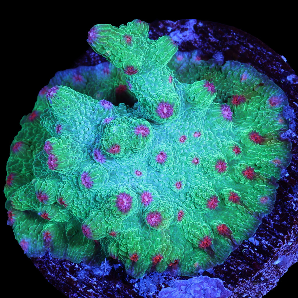 Vivid's Aquaman Branching Cyphastrea Coral