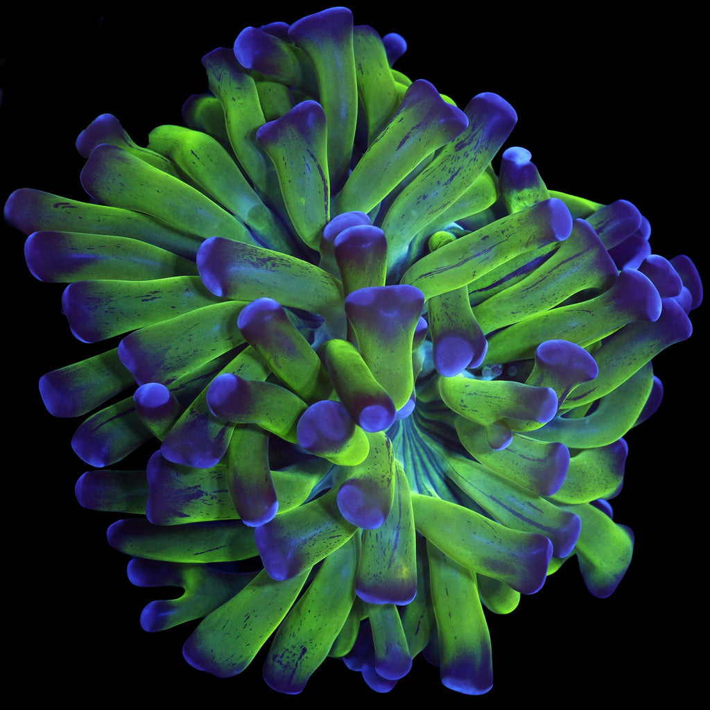 Purple & Green Branching Hammer Coral