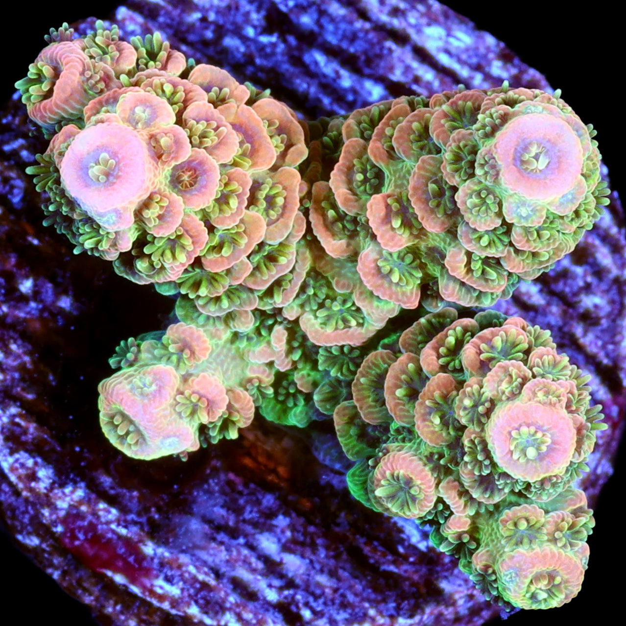 Tangerine Millepora Coral