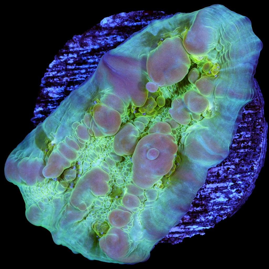 Vivid's Bounce Chalice Coral - 800 grown