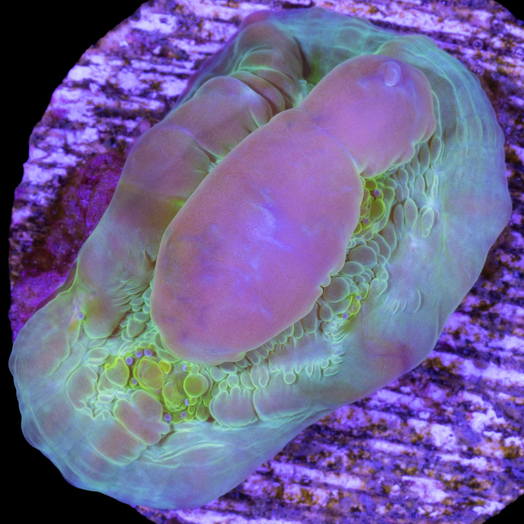 Vivid's Bounce Chalice Coral - 800 grown