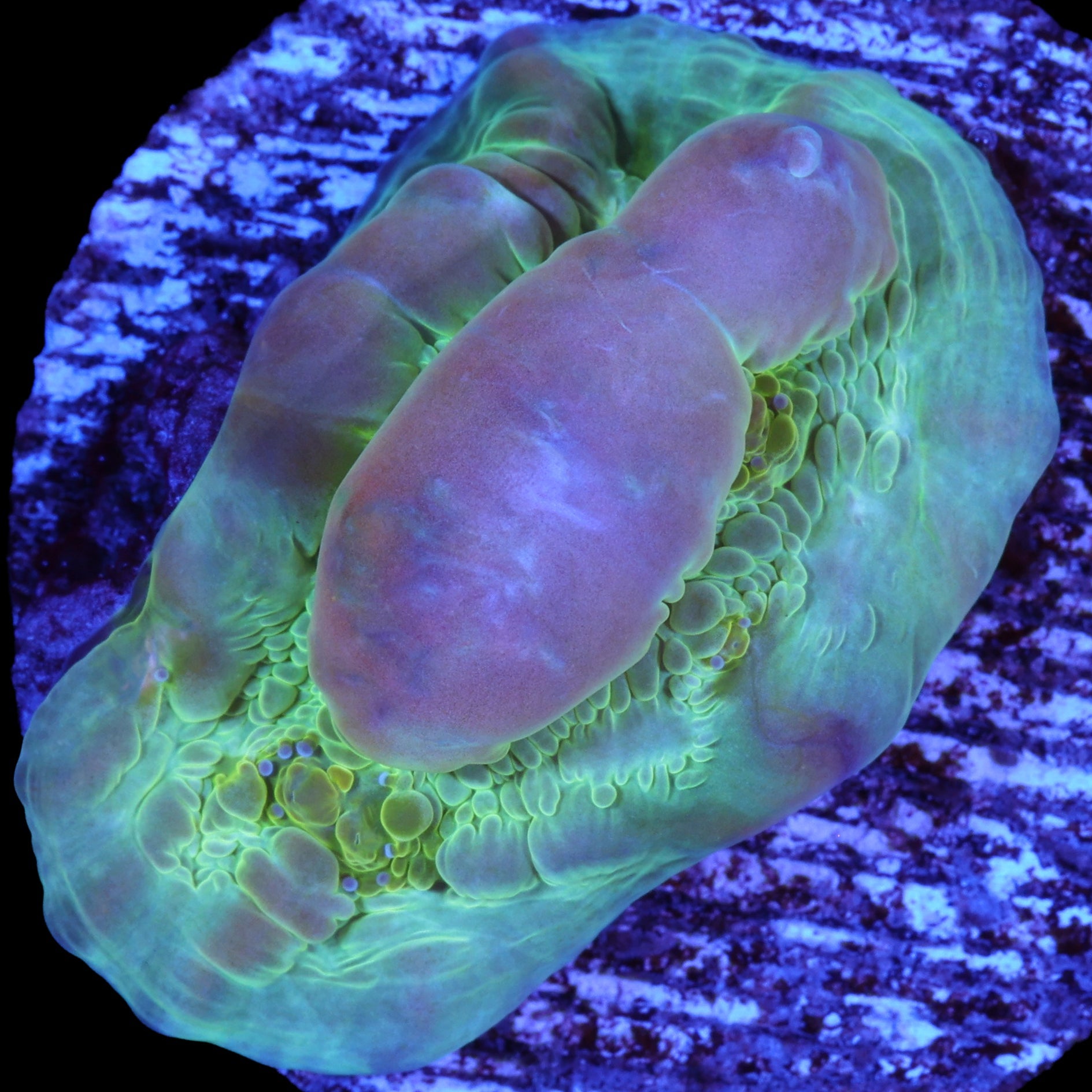 Vivid's Bounce Chalice Coral - 800 grown