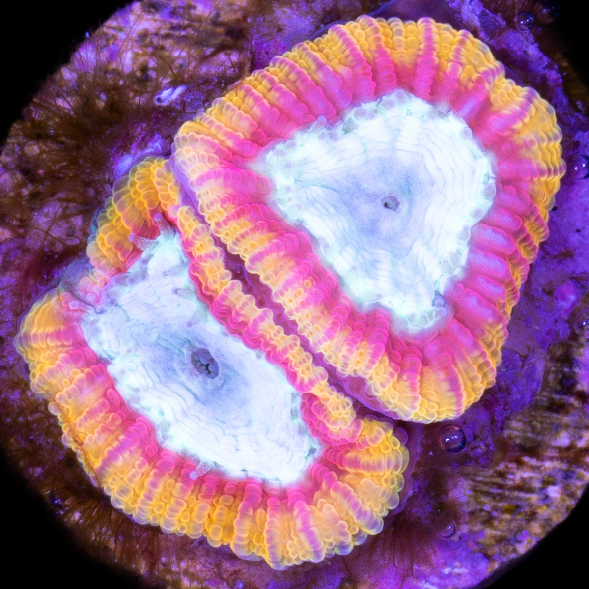 Supergirl Favia Coral