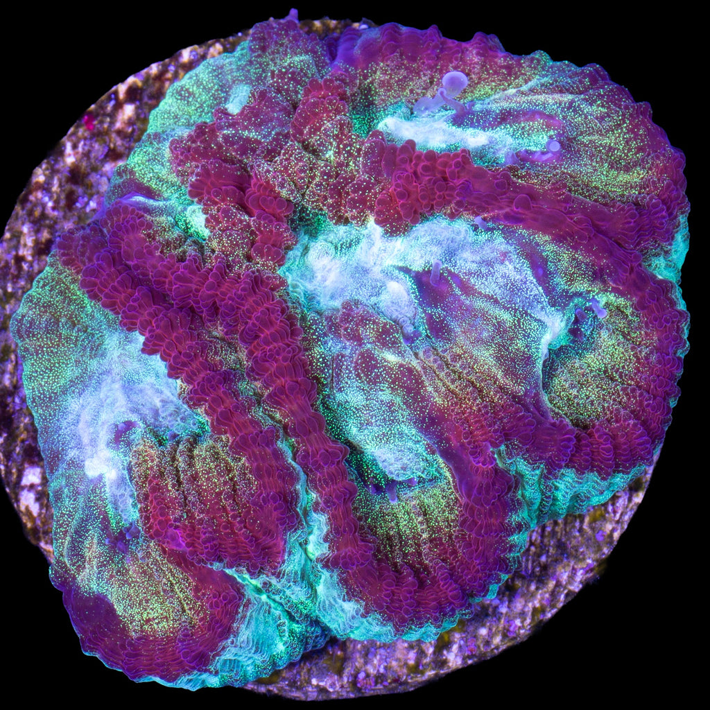 Ultimate Rainbow Favia Coral