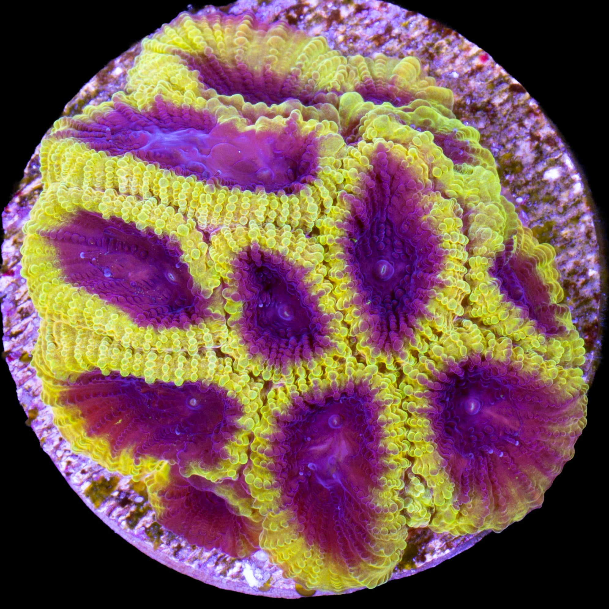 Wolverine Favia Coral