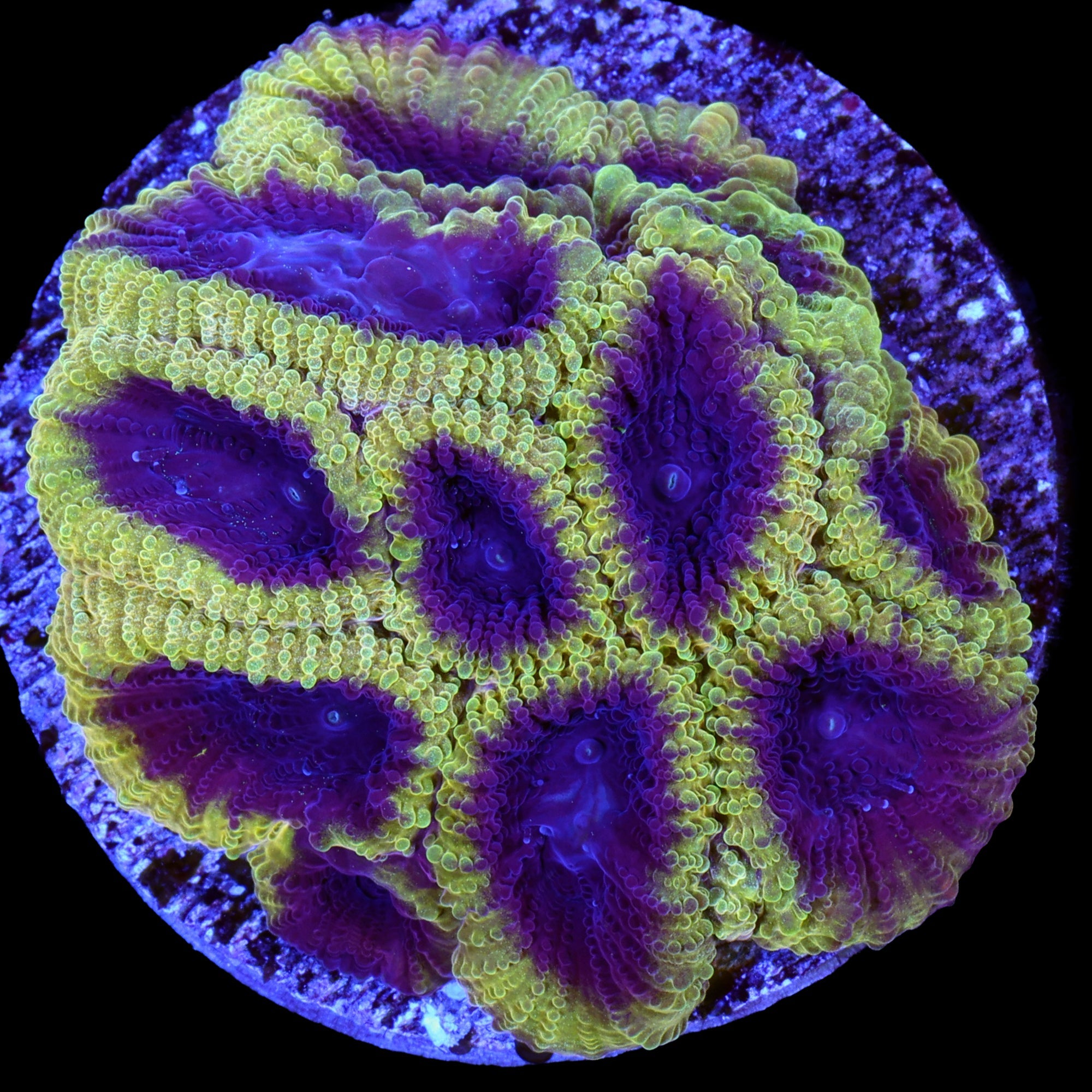 Wolverine Favia Coral
