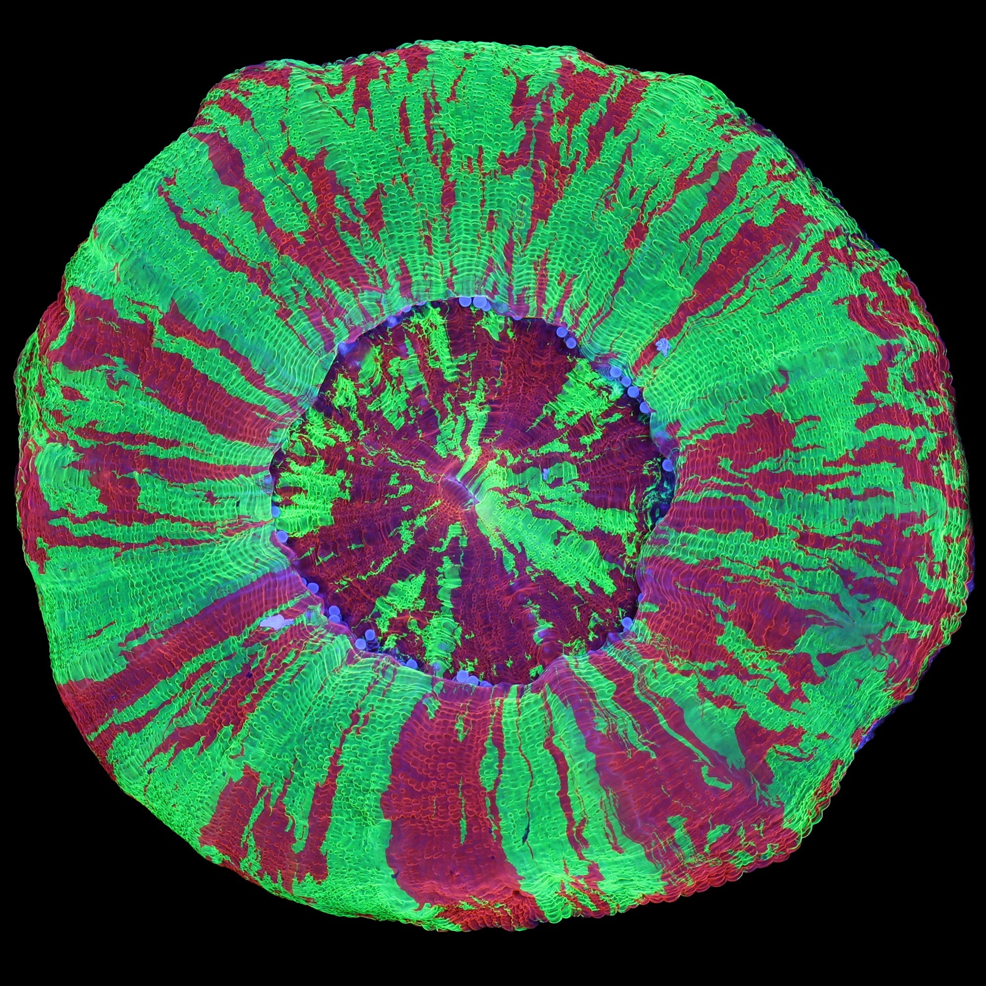 Master Class Bleeding Apple Scolymia Coral