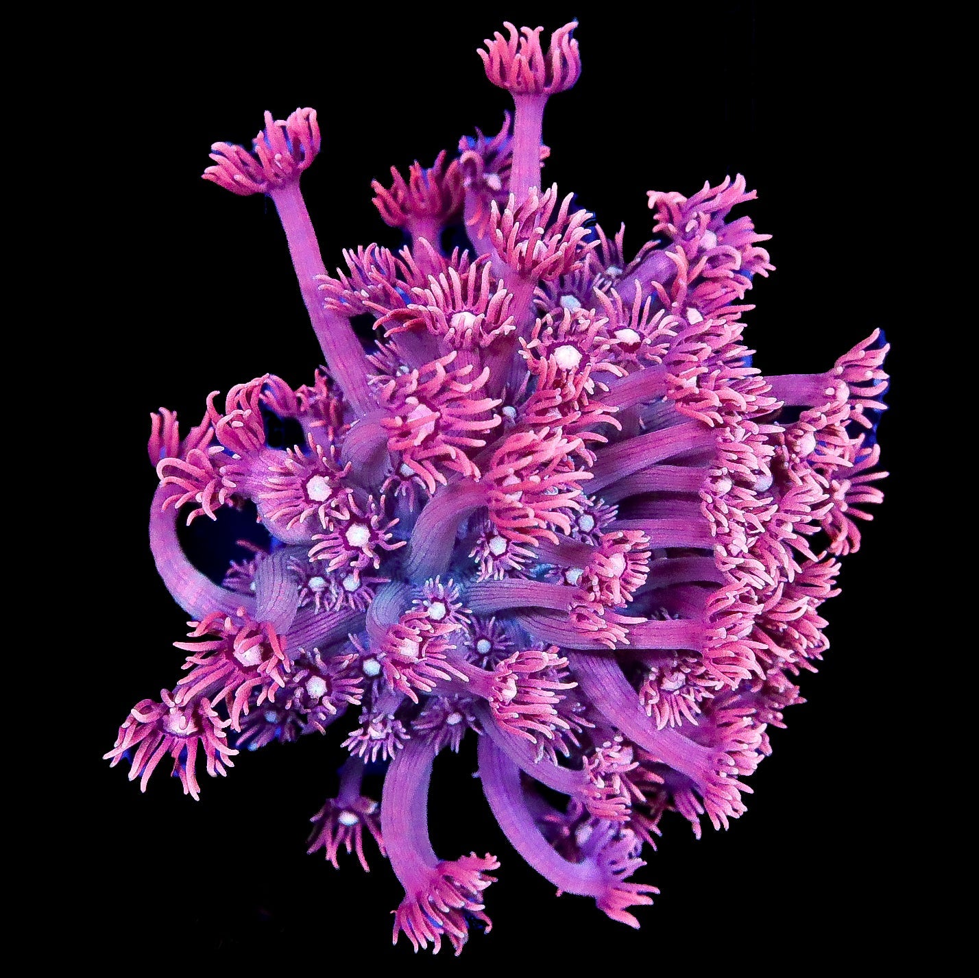 Red Aussie Goniopora Coral