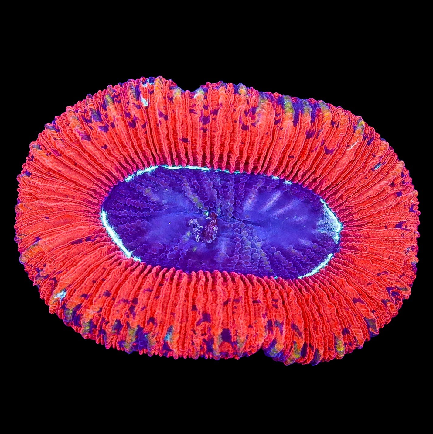 Red Aussie Trachyphyllia Coral