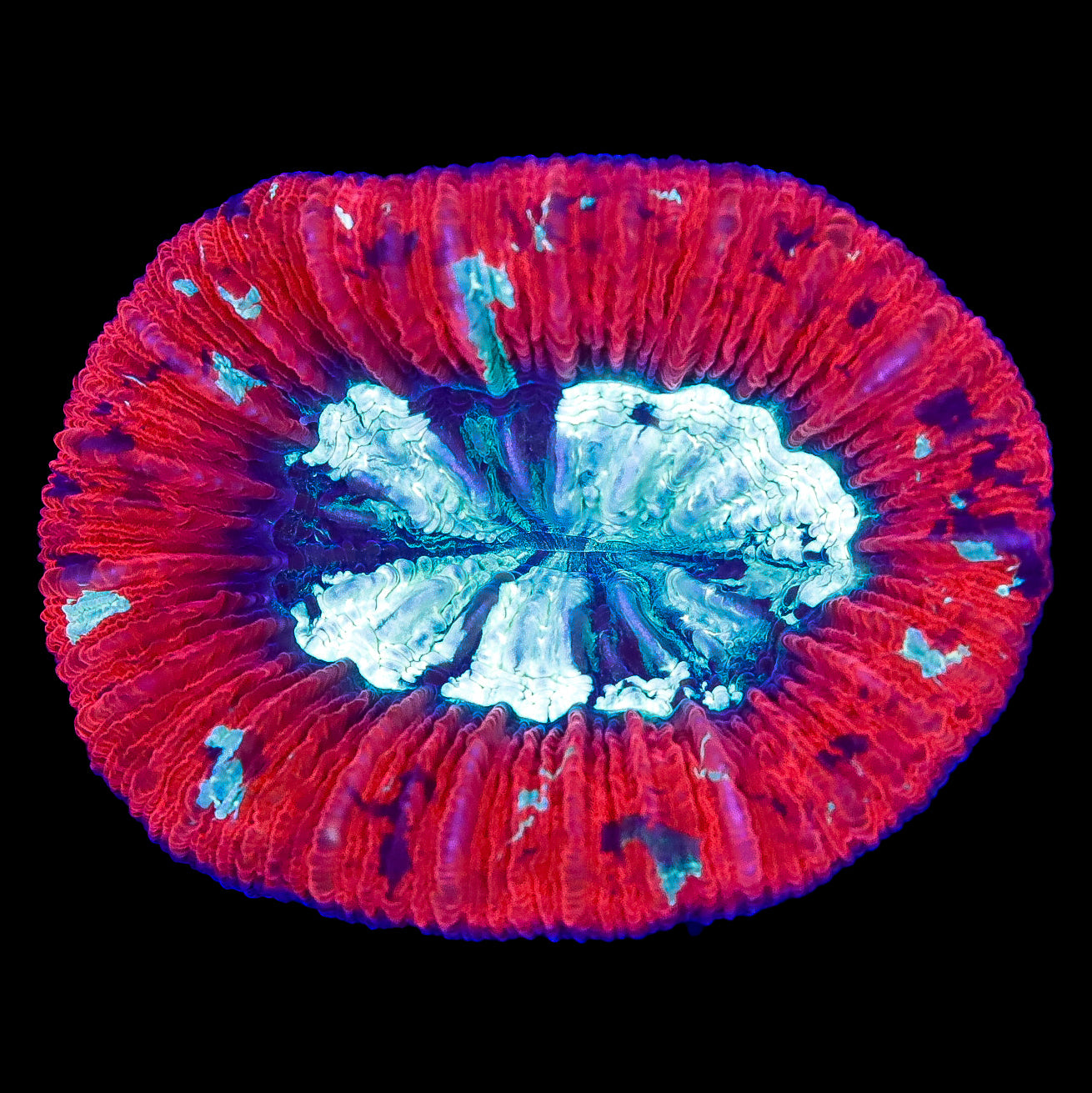 Red Aussie Trachyphyllia Coral