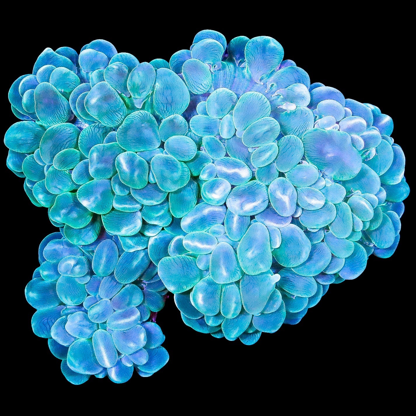 XL Green Bubble Coral Colony