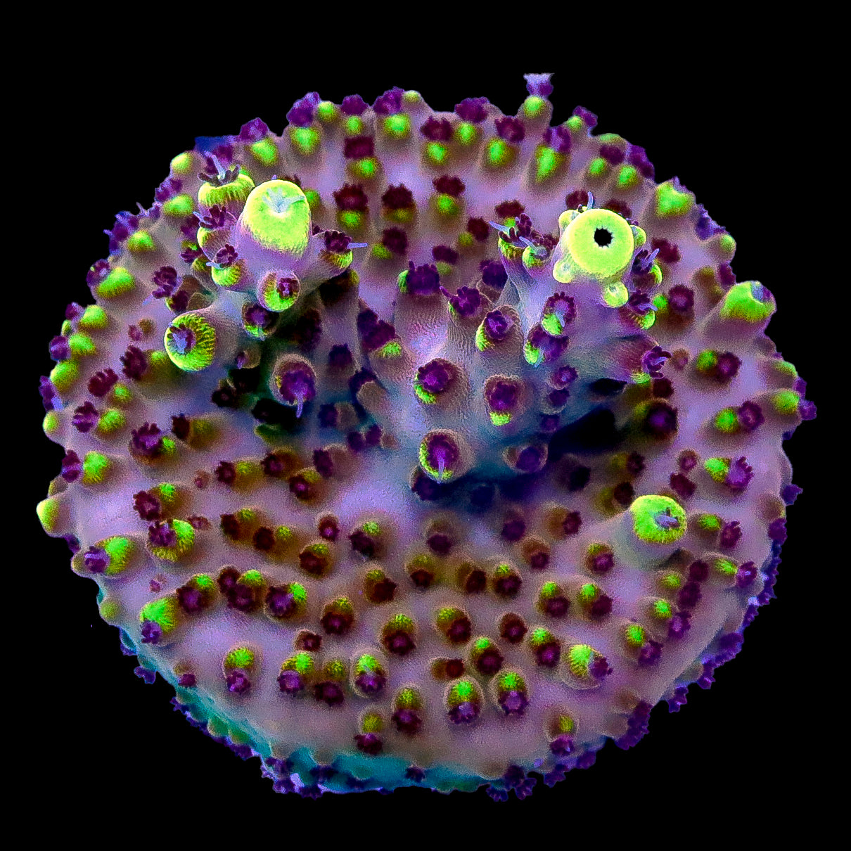 Space Invader Acropora Coral