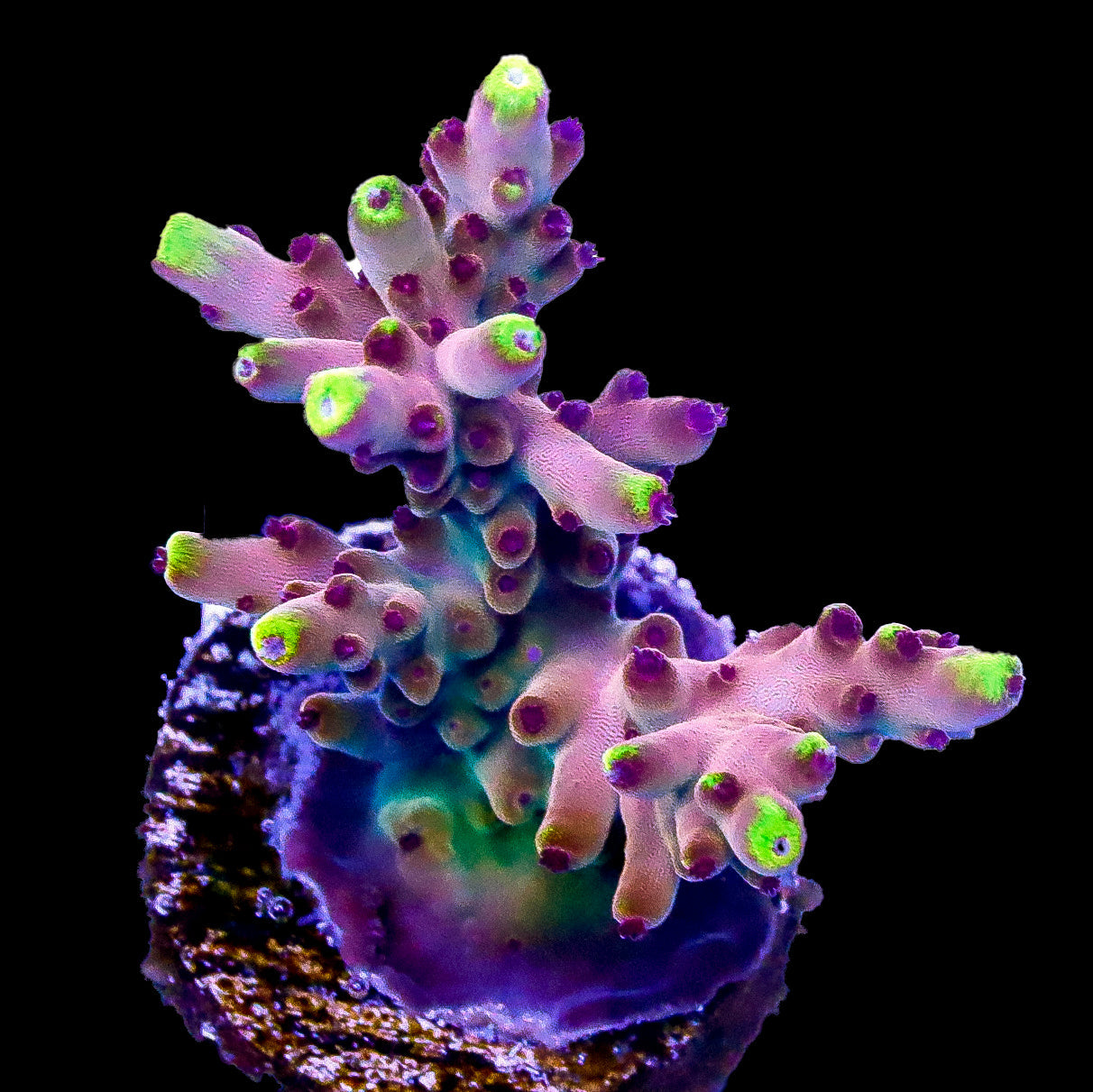 Space Invader Acropora Coral