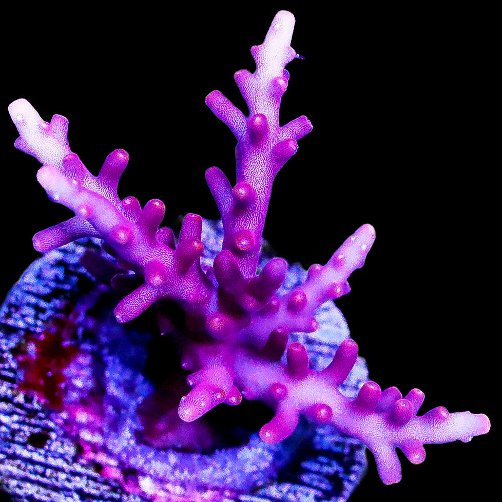 Red Dragon Acropora Coral