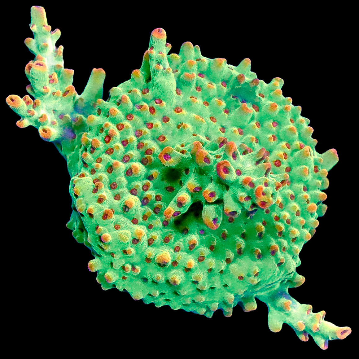 Strawberry Shortcake Acropora Coral