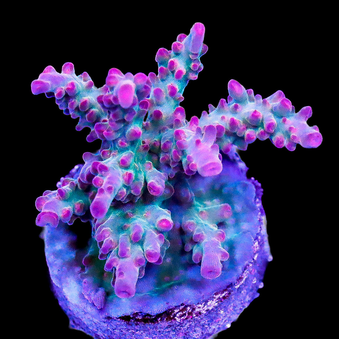 Snow Queen Acropora Coral