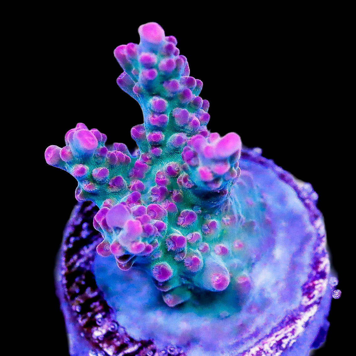 Snow Queen Acropora Coral