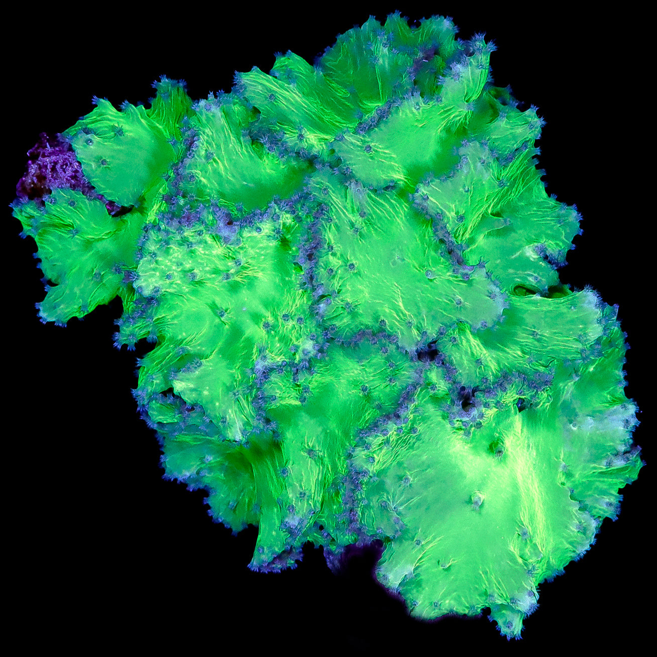 XL Neon Cabbage Leather Coral Colony