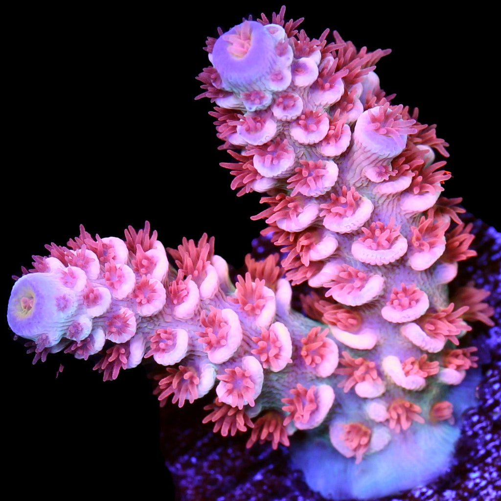 TGC Cherry Bomb Tenuis Acropora Coral