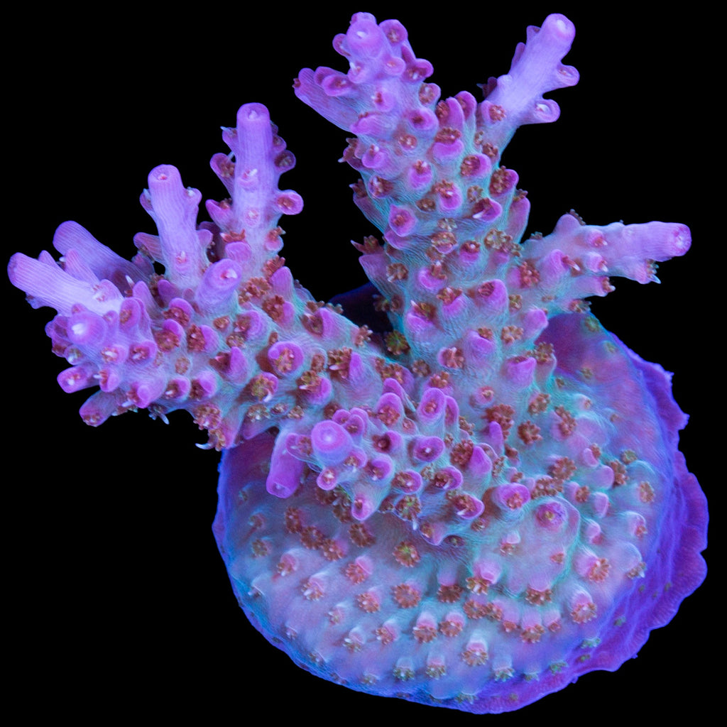 Royal Flush Acropora Coral