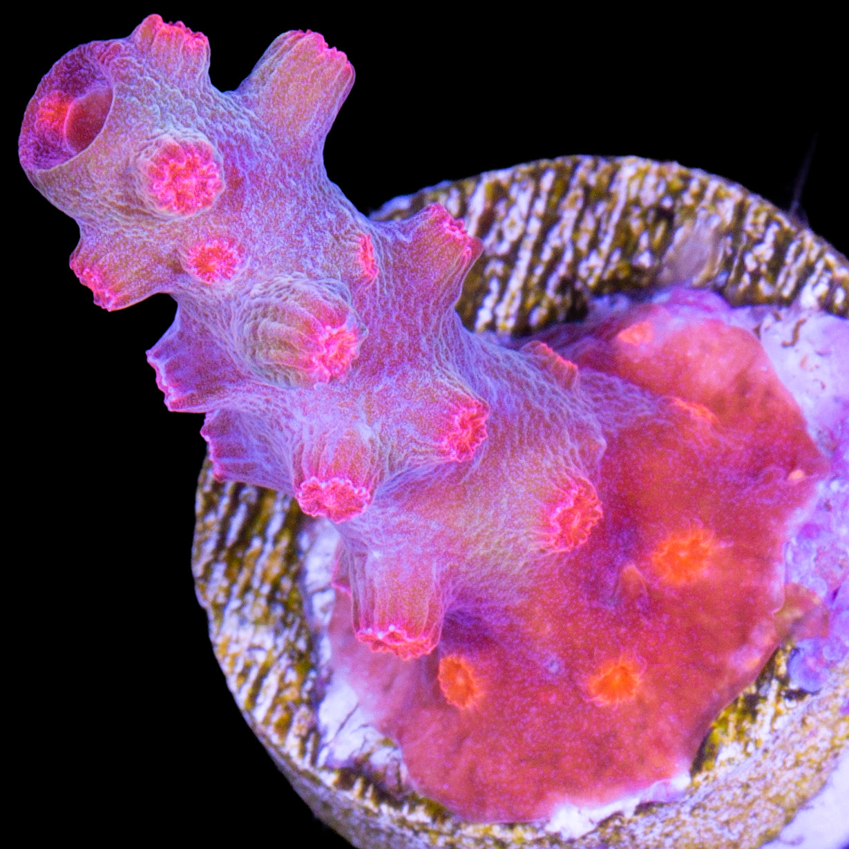 Vivid's Branching Cyphastrea Decadia Coral