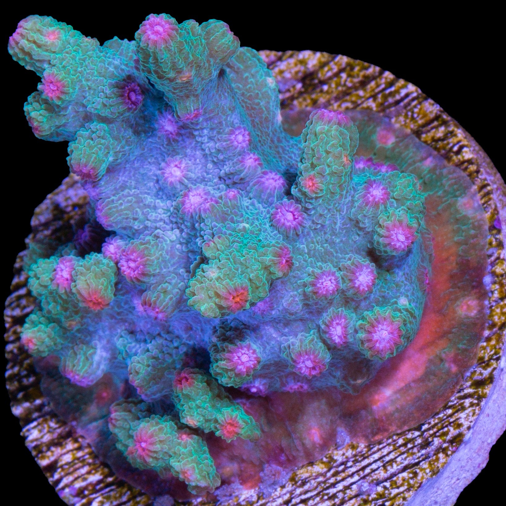 Vivid's Aquaman Branching Cyphastrea Decadia Coral - Chunky Frag