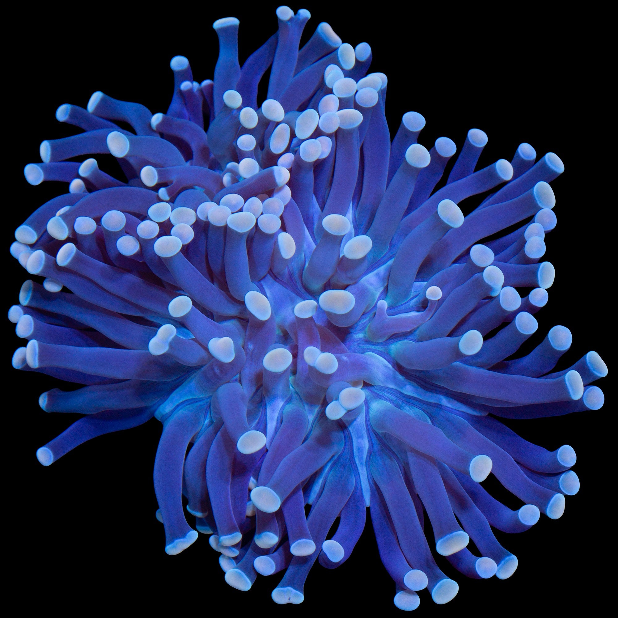 Yellow Tip Torch Coral