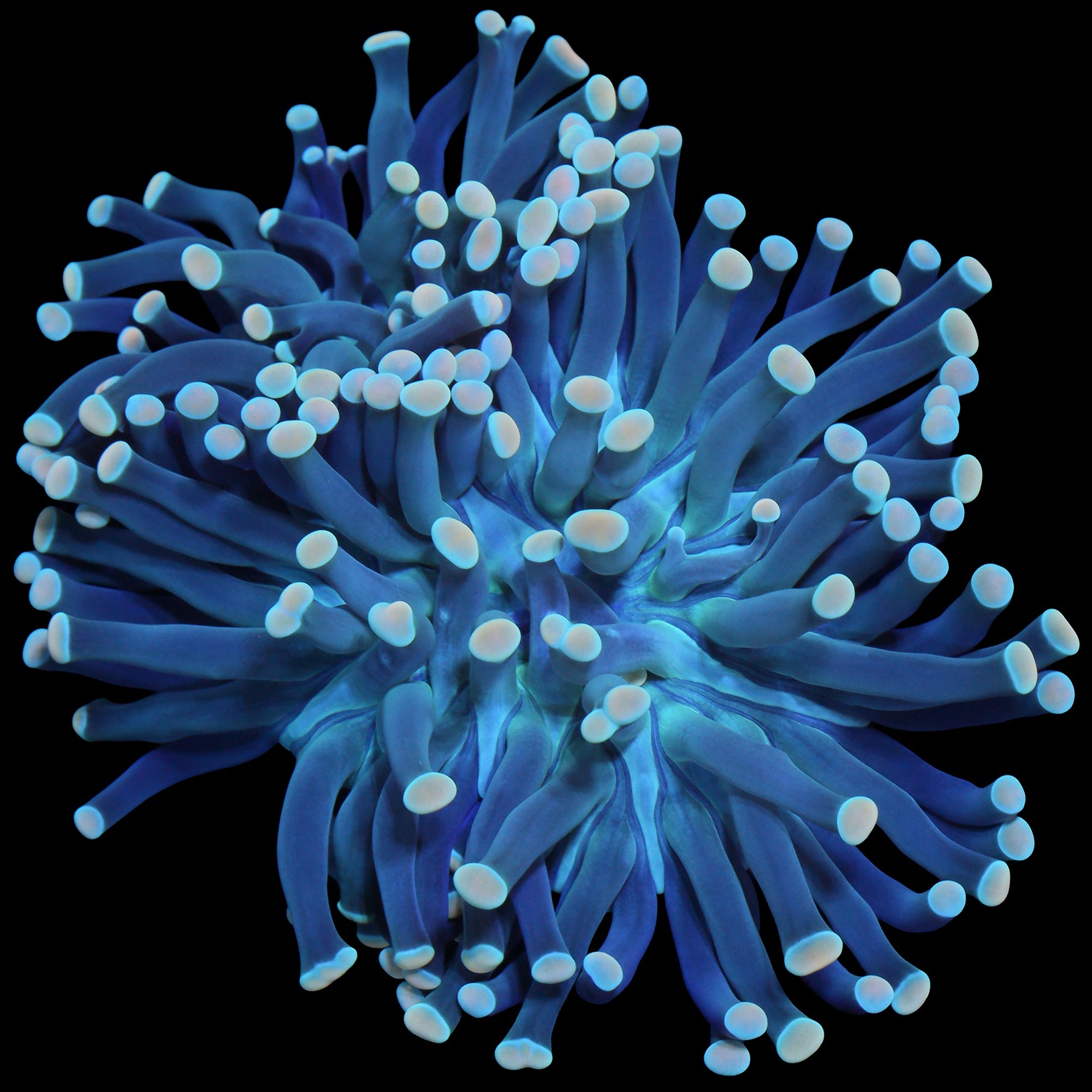 Yellow Tip Torch Coral