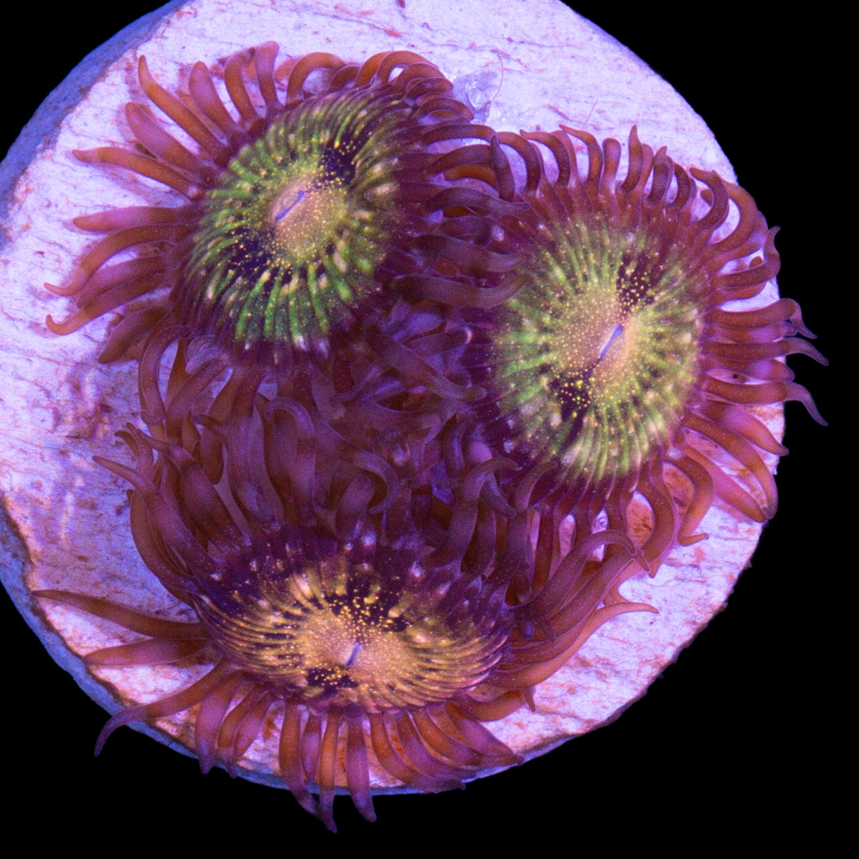 Vivid's Pandora Zoanthids