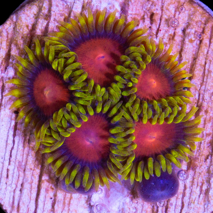 Vivid's Dragon Eye Zoanthids